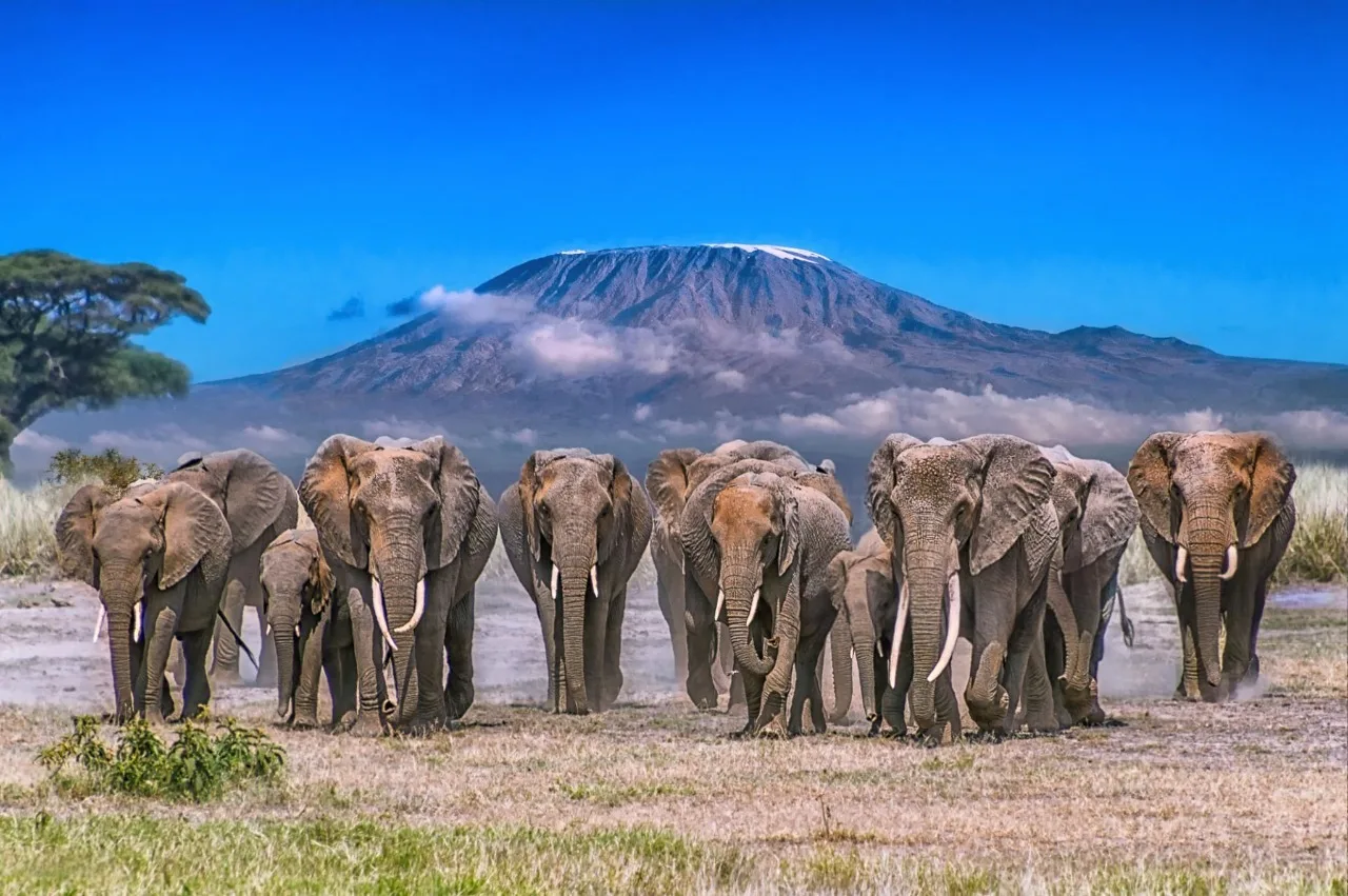 Elephant herd beneath Kilimanjaro