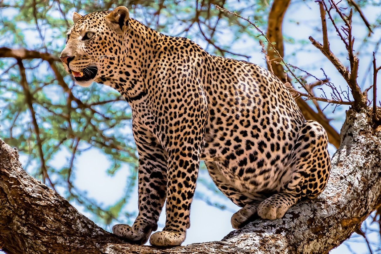 african-leopard-sitting-tree-looking-around-jungle.jpg